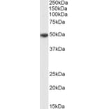 Western Blot - Anti-P2X4 Antibody (A85028) - Antibodies.com