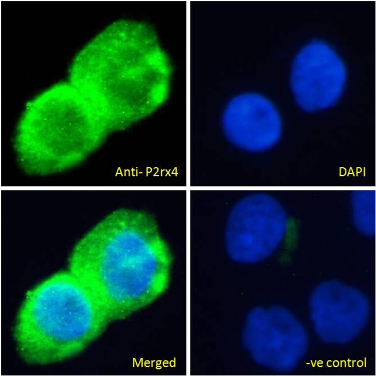 Immunofluorescence - Anti-P2X4 Antibody (A85028) - Antibodies.com