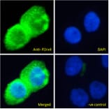 Immunofluorescence - Anti-P2X4 Antibody (A85028) - Antibodies.com