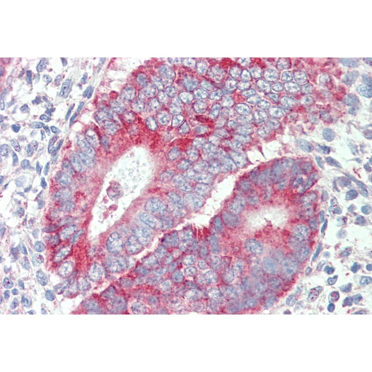 Immunohistochemistry - Anti-P2X4 Antibody (A85028) - Antibodies.com