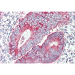 Immunohistochemistry - Anti-P2X4 Antibody (A85028) - Antibodies.com