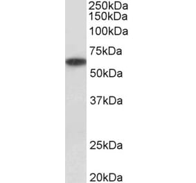 Western Blot - Anti-P2rx4 Antibody (A85028) - Antibodies.com