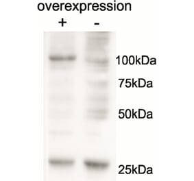 Western Blot - Anti-AARS2 Antibody (A85030) - Antibodies.com