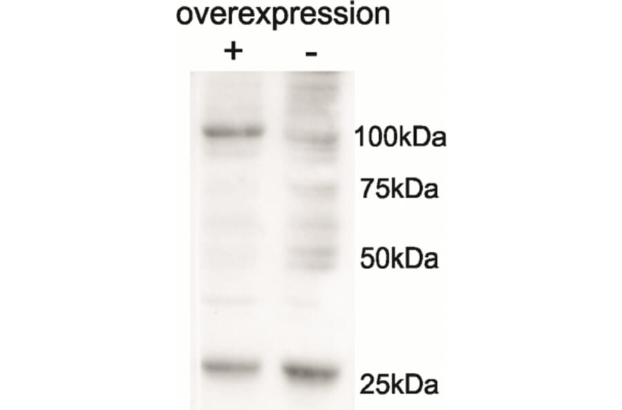 Western Blot - Anti-AARS2 Antibody (A85030) - Antibodies.com
