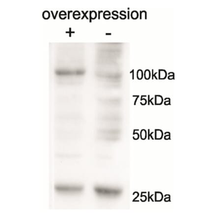 Western Blot - Anti-AARS2 Antibody (A85030) - Antibodies.com