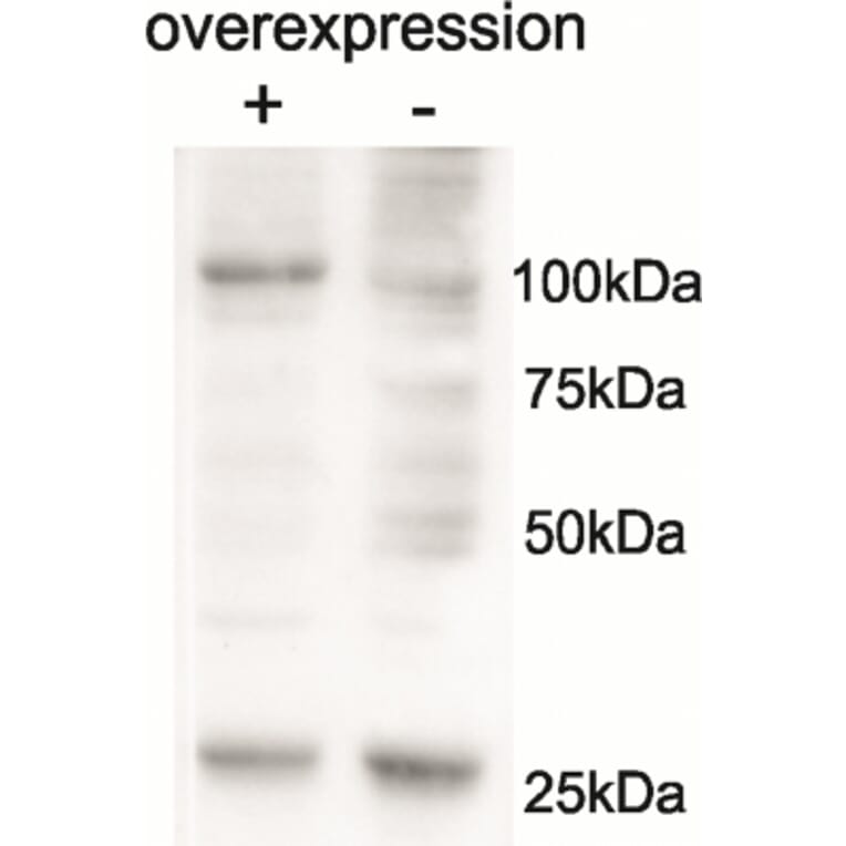 Western Blot - Anti-AARS2 Antibody (A85030) - Antibodies.com