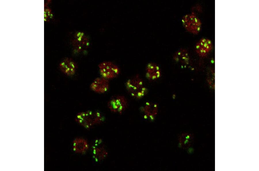 Immunocytochemistry - Anti-Lava Lamp Antibody (A85031) - Antibodies.com