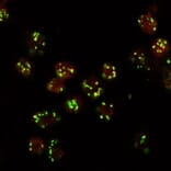 Immunocytochemistry - Anti-Lava Lamp Antibody (A85031) - Antibodies.com