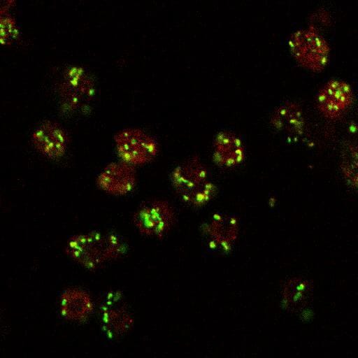 Anti-LVA Antibody (A85031) (10µg/ml) staining (red, AlexaFluor 555) of Drosophila S2 cells, co-stained with MG130 rabbit antibody (green, AlexaFluor 488). The yellow spots indicate co-localization of the two proteins.