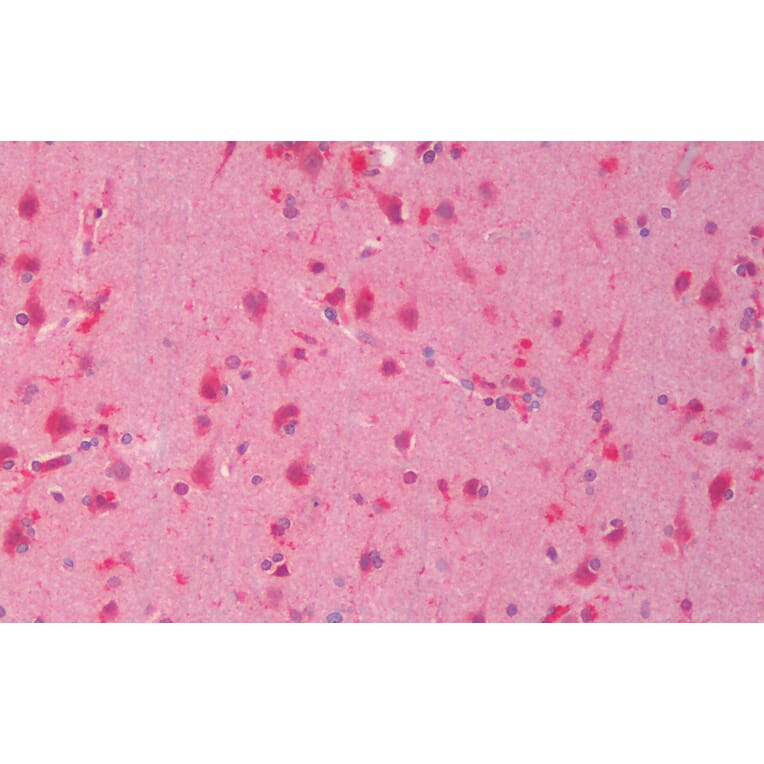 Immunohistochemistry - Anti-Dishevelled/Dvl1 Antibody (A85032) - Antibodies.com