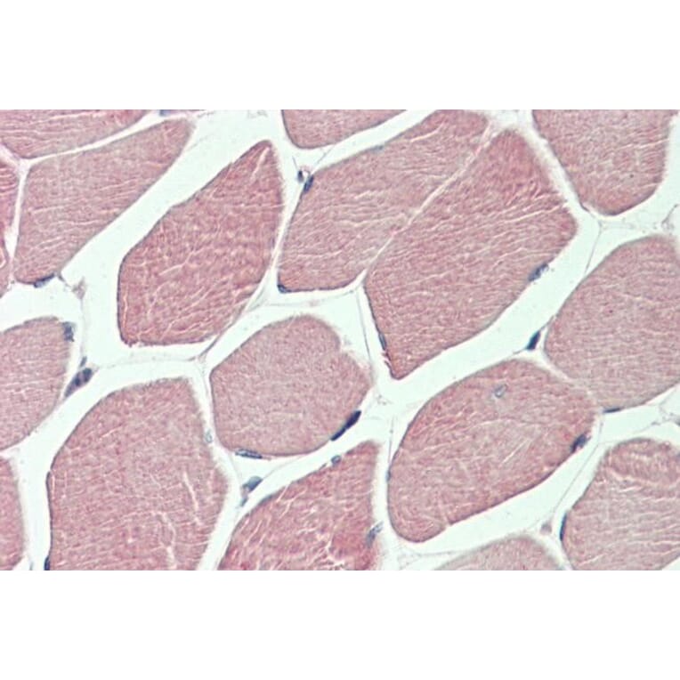 Immunohistochemistry - Anti-Dishevelled/Dvl1 Antibody (A85033) - Antibodies.com