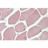Immunohistochemistry - Anti-Dishevelled/Dvl1 Antibody (A85033) - Antibodies.com