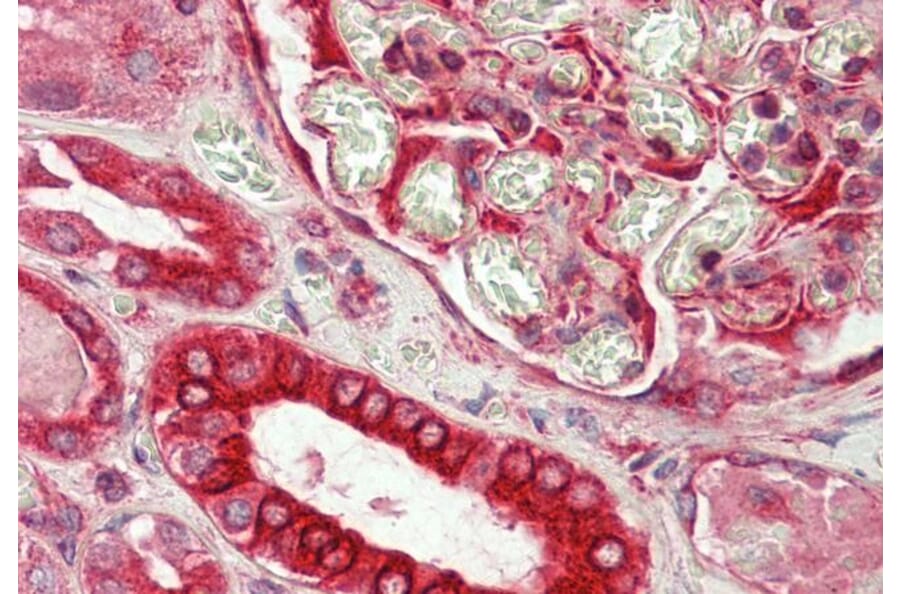 Immunohistochemistry - Anti-Dishevelled/Dvl1 Antibody (A85033) - Antibodies.com