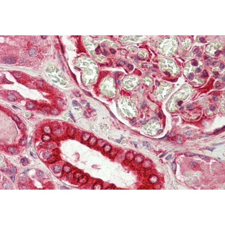 Immunohistochemistry - Anti-Dishevelled/Dvl1 Antibody (A85033) - Antibodies.com