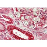 Immunohistochemistry - Anti-Dishevelled/Dvl1 Antibody (A85033) - Antibodies.com
