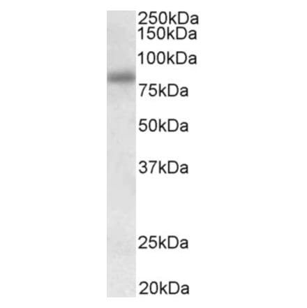 Western Blot - Anti-SDCCAG8 Antibody (A85034) - Antibodies.com