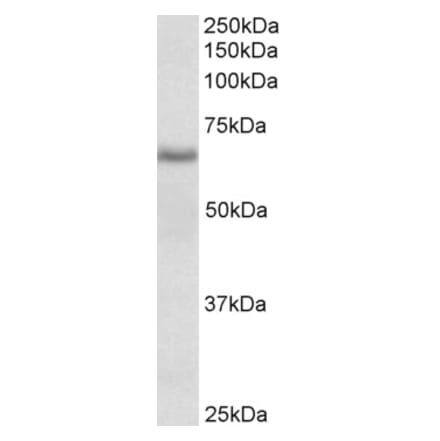 Western Blot - Anti-Cyb5r4 Antibody (A85035) - Antibodies.com