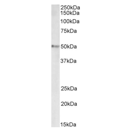 Western Blot - Anti-STAP2 Antibody (A85036) - Antibodies.com