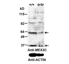 Western Blot - Anti-MEX3C Antibody (A85043) - Antibodies.com