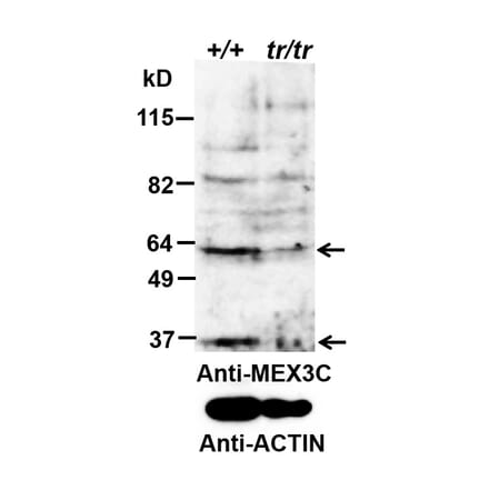 Western Blot - Anti-MEX3C Antibody (A85043) - Antibodies.com