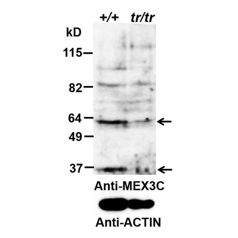 Western Blot - Anti-MEX3C Antibody (A85043) - Antibodies.com