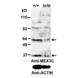 Western Blot - Anti-MEX3C Antibody (A85043) - Antibodies.com