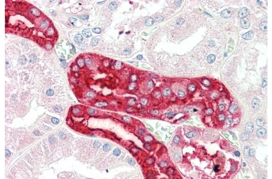 Immunohistochemistry - Anti-MEX3C Antibody (A85043) - Antibodies.com