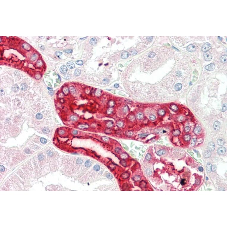 Immunohistochemistry - Anti-MEX3C Antibody (A85043) - Antibodies.com
