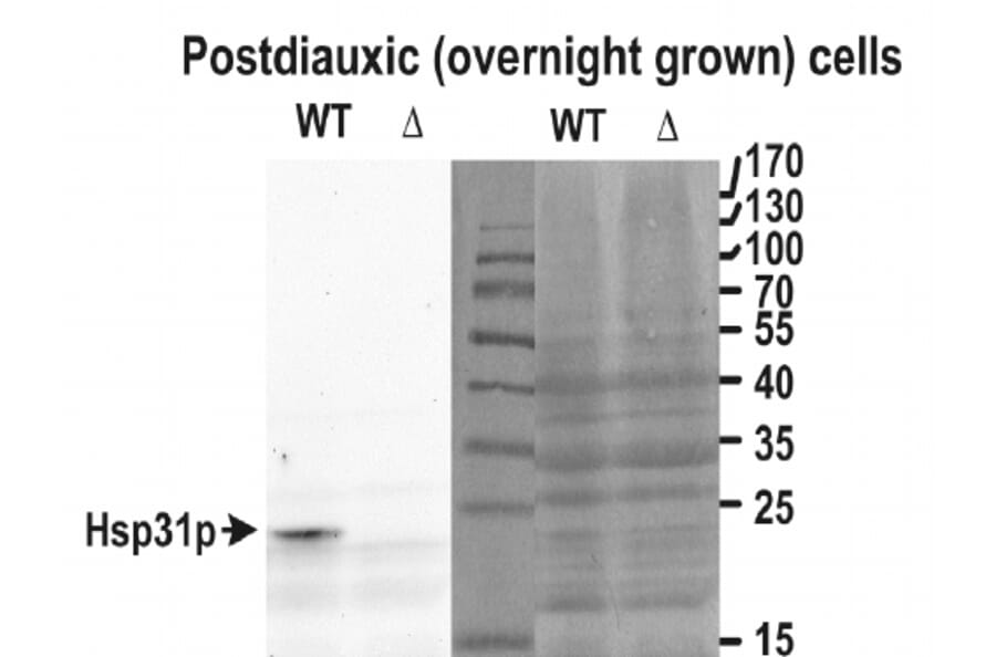 Western Blot - Anti-Hsp31p Antibody (A85044) - Antibodies.com