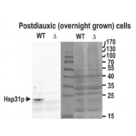 Western Blot - Anti-Hsp31p Antibody (A85044) - Antibodies.com