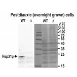 Western Blot - Anti-Hsp31p Antibody (A85044) - Antibodies.com