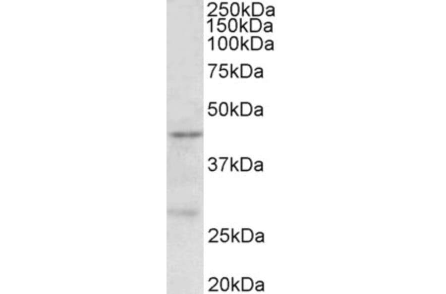 Western Blot - Anti-PRMT6 Antibody (A85046) - Antibodies.com