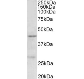 Western Blot - Anti-PRMT6 Antibody (A85046) - Antibodies.com