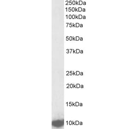 Western Blot - Anti-LSM2 Antibody (A85047) - Antibodies.com