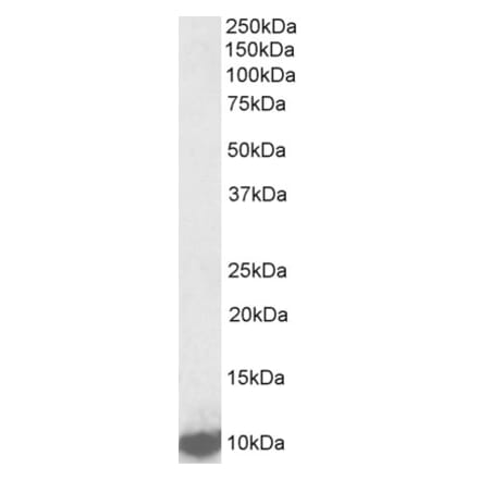Western Blot - Anti-LSM2 Antibody (A85047) - Antibodies.com