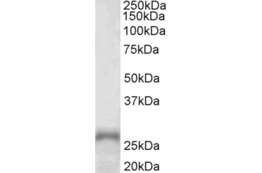 Western Blot - Anti-PHOX2A Antibody (A85049) - Antibodies.com