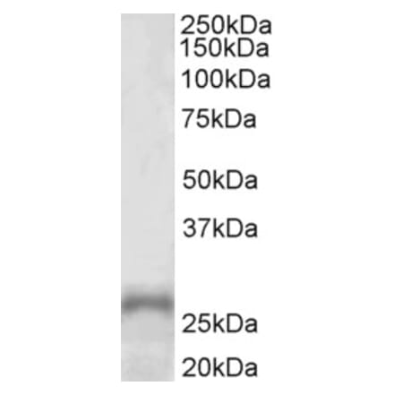 Western Blot - Anti-PHOX2A Antibody (A85049) - Antibodies.com