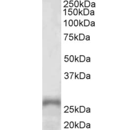 Western Blot - Anti-PHOX2A Antibody (A85049) - Antibodies.com