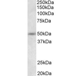 Western Blot - Anti-Synaptotagmin-9 Antibody (A85050) - Antibodies.com
