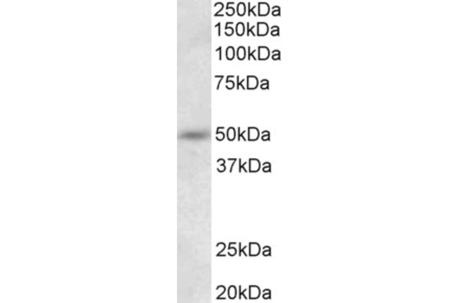 Western Blot - Anti-Synaptotagmin-9 Antibody (A85050) - Antibodies.com