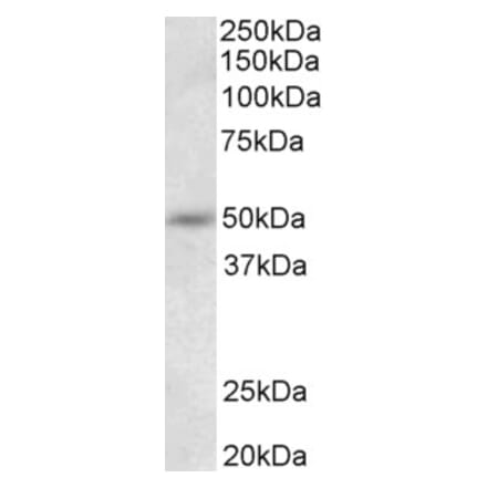 Western Blot - Anti-Synaptotagmin-9 Antibody (A85050) - Antibodies.com