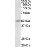 Western Blot - Anti-Synaptotagmin-9 Antibody (A85050) - Antibodies.com