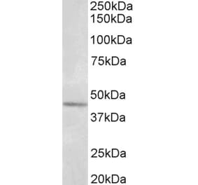 Western Blot - Anti-Synaptotagmin V Antibody (A85051) - Antibodies.com