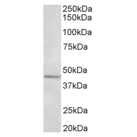 Western Blot - Anti-Synaptotagmin V Antibody (A85051) - Antibodies.com