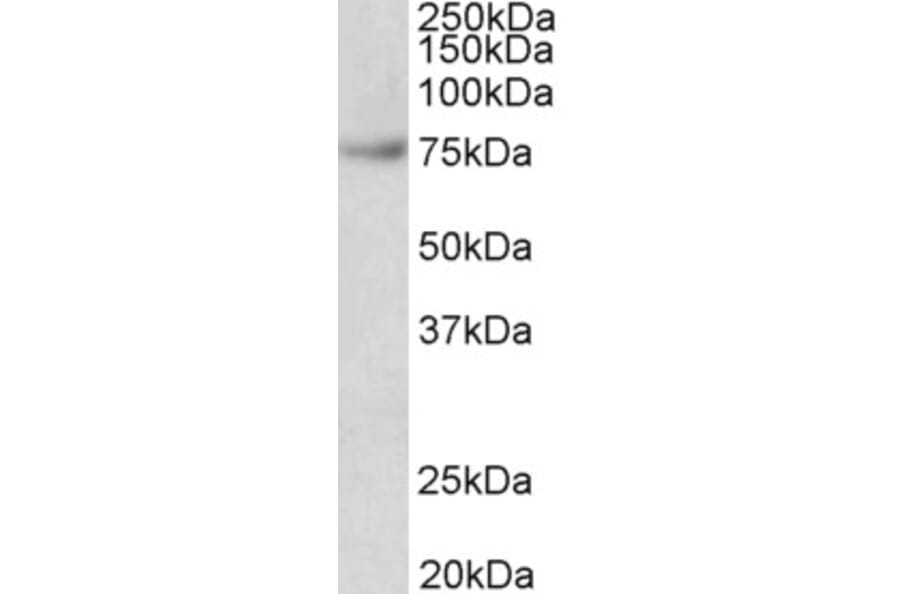 Western Blot - Anti-FUBP1/FBP Antibody (A85052) - Antibodies.com