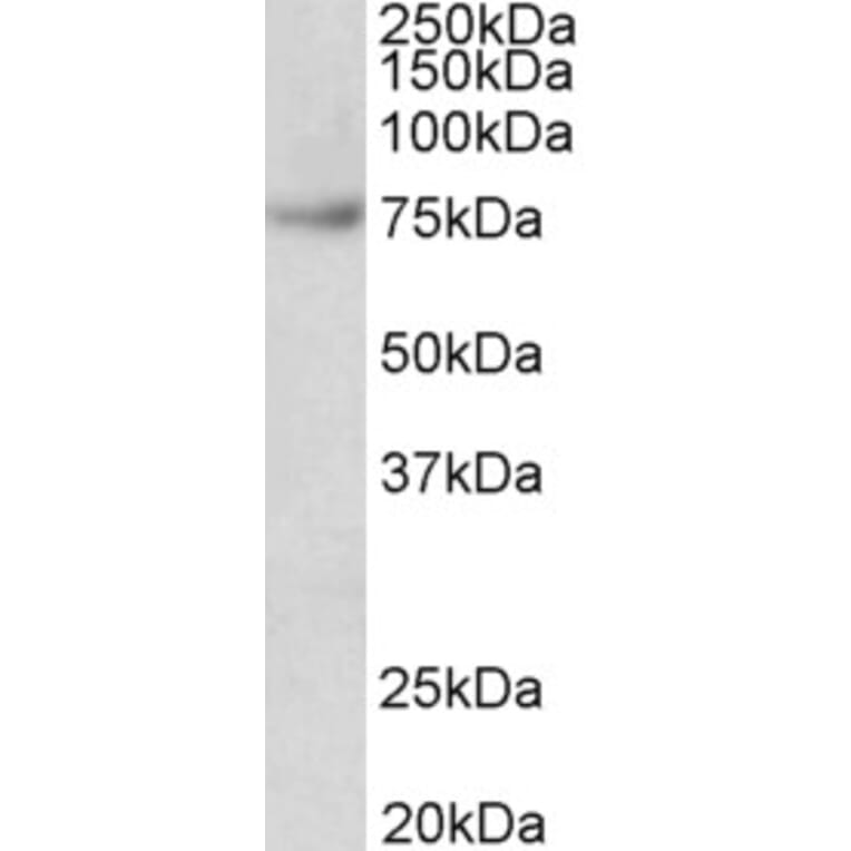 Western Blot - Anti-FUBP1/FBP Antibody (A85052) - Antibodies.com