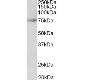 Western Blot - Anti-Fubp1 Antibody (A85052) - Antibodies.com