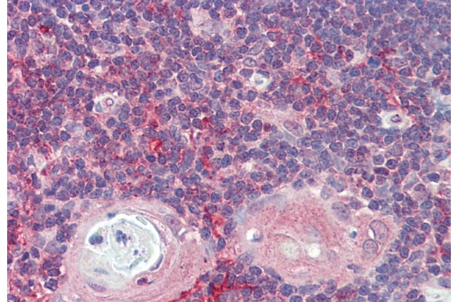 Immunohistochemistry - Anti-ARF4 Antibody (A85053) - Antibodies.com