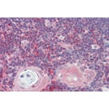 Immunohistochemistry - Anti-ARF4 Antibody (A85053) - Antibodies.com