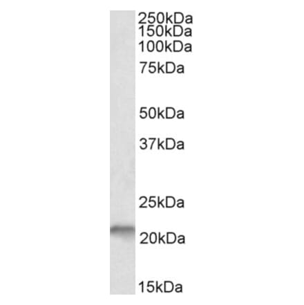 Western Blot - Anti-NSG1 Antibody (A85054) - Antibodies.com